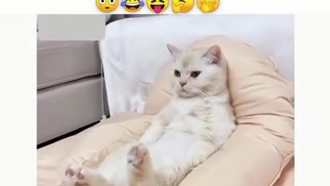 Cat video