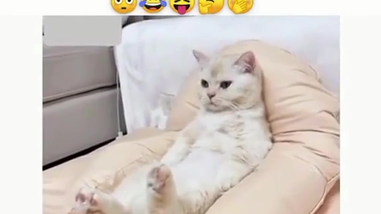 Cat video