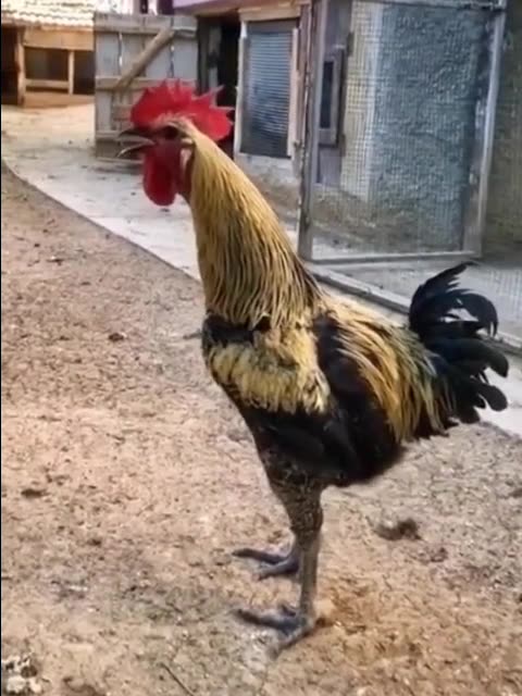 ROOSTER GAVE HIS ALL, PASSES OUT!