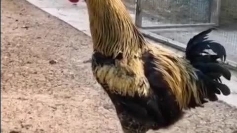 ROOSTER GAVE HIS ALL, PASSES OUT!