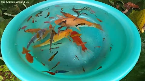 Cute_Baby_Fish_Molly_Guppy_Pink_Fish_Swordtail_Perch_Catfish_Goldfish_Koi_Carp_animals_Videos