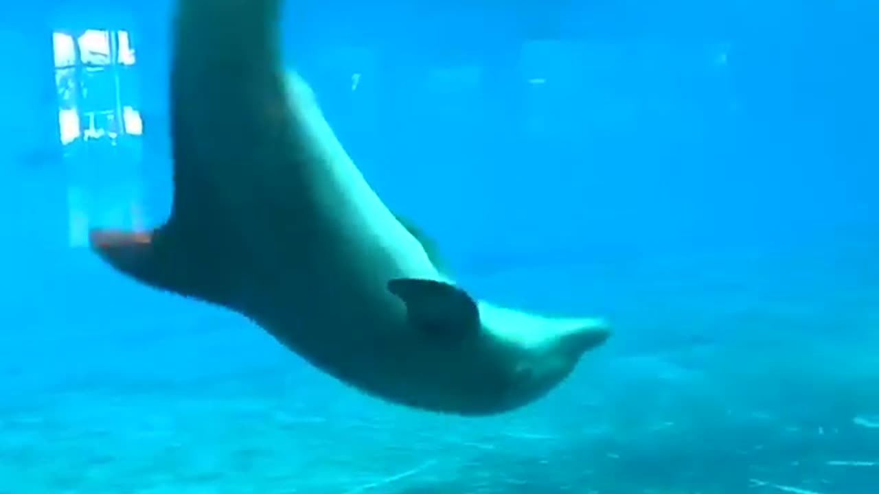 'Oh my God!' Incredible moment playful 🐬 copies man doing cartwheels❤️🐟