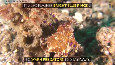 Blue-Ringed Octopus Pounces on Unsuspecting Crab _ National Geographic