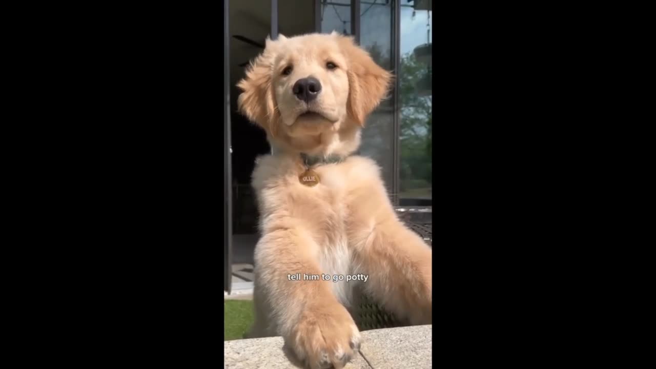 Funny Dog Video - Funny Dog Moments - Dog Reels