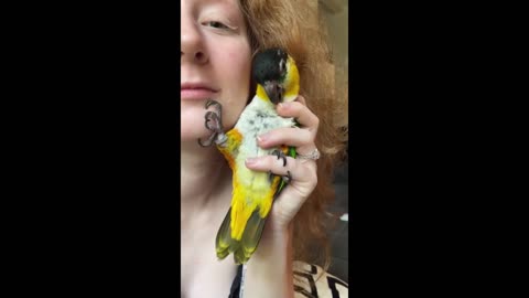 Parrots react to getting kissed by their owner