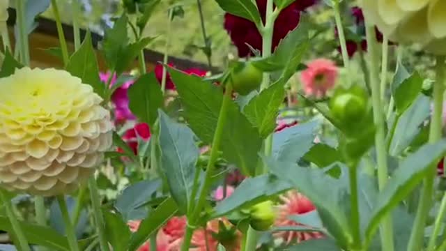 Garden Dahlia therapy