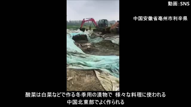 中国利辛県の酸菜畑がゴミ場のよう＝ずさんな衛生管理