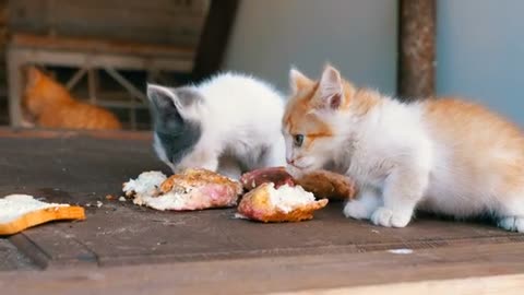 homeless kittens eating on the street