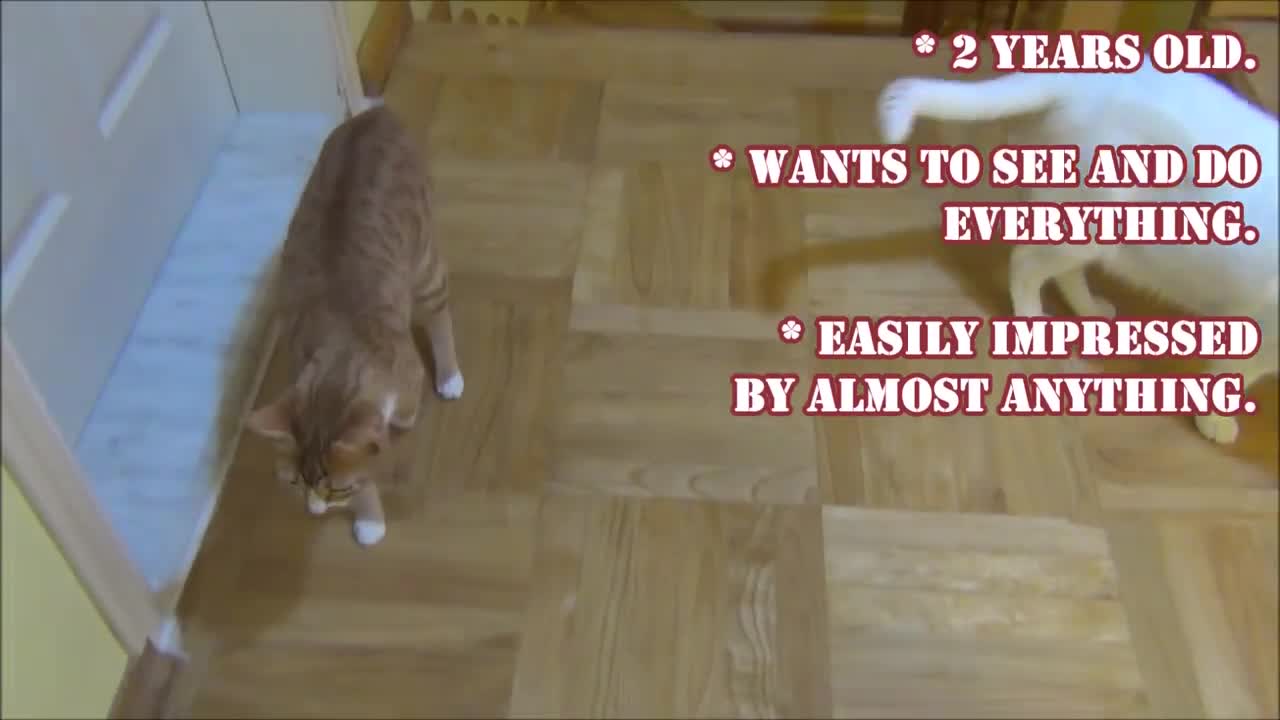 Lazy Cat vs. Curious Cat: How Cats Approach New Objects