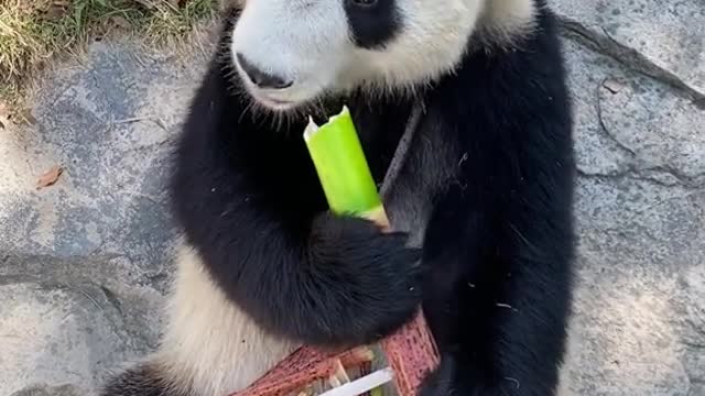 Does anyone want bamboo shoots like I do