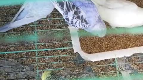 white parrot eating