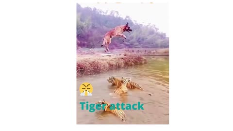 Dog vs tiger