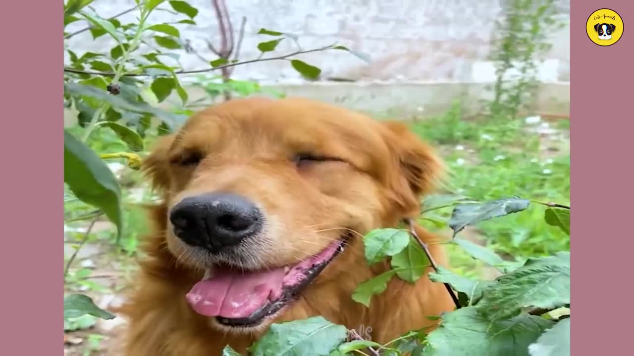 Funniest Animals | Funny Dog And Cat