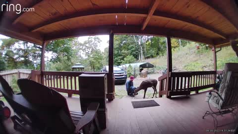 Deer NW NC The Treehouse 🌳 Lady stops for a snack and head / ear cleaning before the storm #ringtv