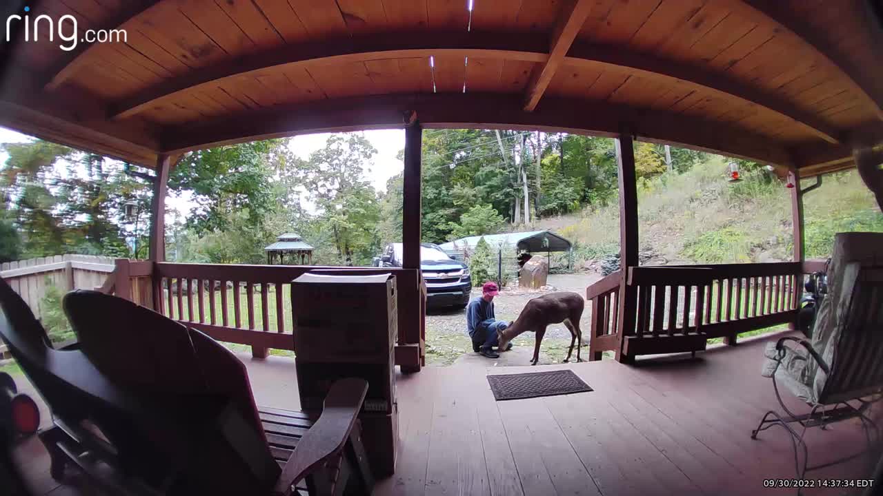 Deer NW NC The Treehouse 🌳 Lady stops for a snack and head / ear cleaning before the storm #ringtv