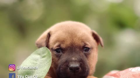 cute Vietnamese native dog