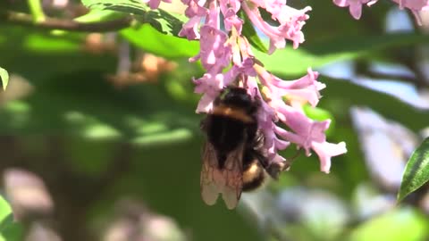 Nature in spring. Beautiful birdsong.