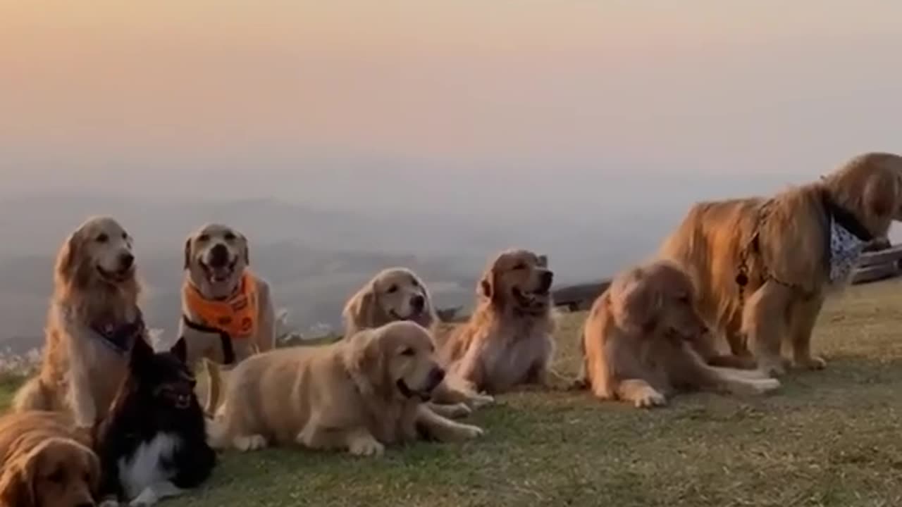 many couple of puppies with natural Beauty's