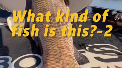 What kind of fish is this