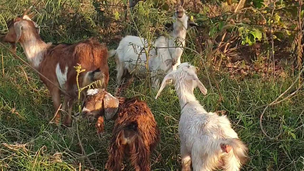 so beautiful goat, cute goat the owner goat