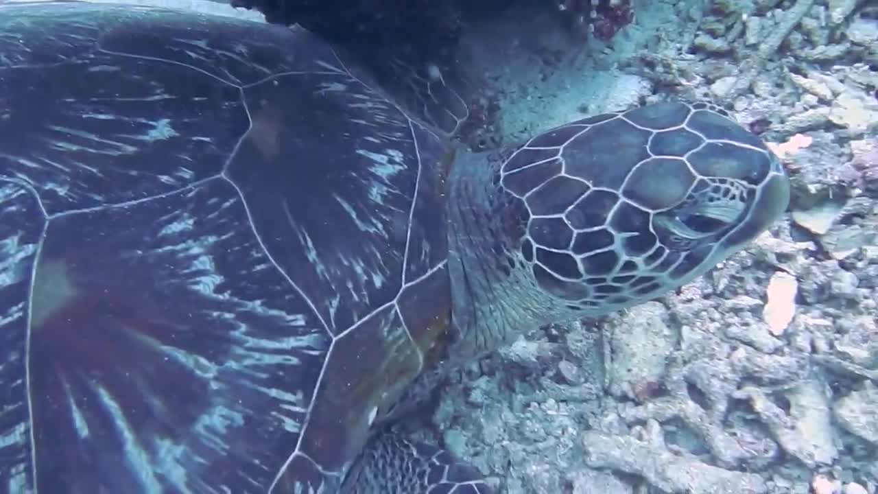 Underwater world. Sea Turtle