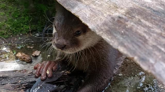 Otters suka bermain di halaman