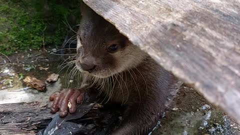 Otters suka bermain di halaman