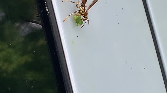 Wasp