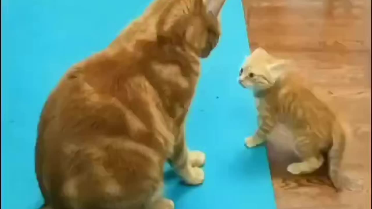 Cat fight