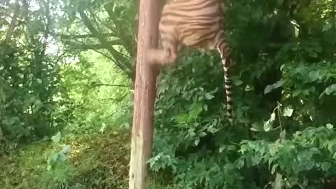 Tiger jump!!