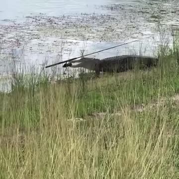 Alligator Takes My Fishing Pole
