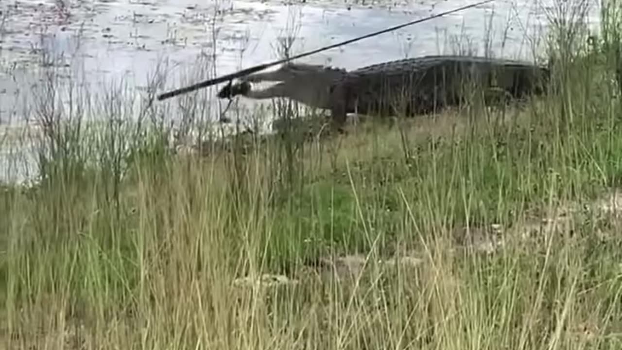 Alligator Takes My Fishing Pole