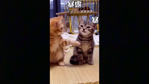 OMG so cute funny cats