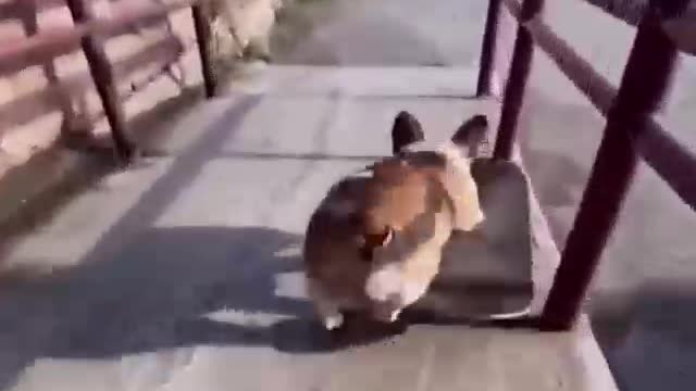 Skateboarding Corgi