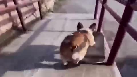 Skateboarding Corgi