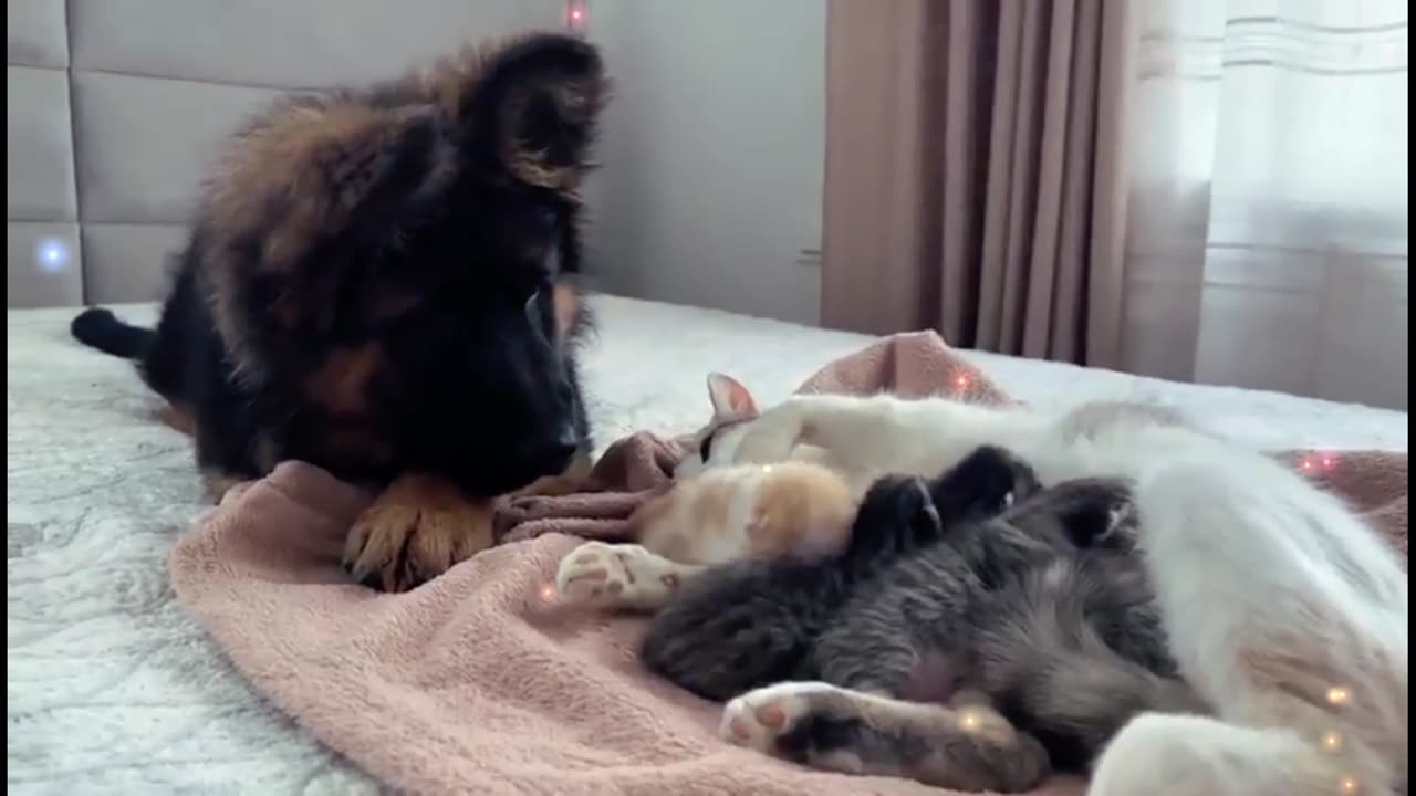 Garman Shepherd Puppy Meets Mom Cat With Newborn Kittens For The Fist Time