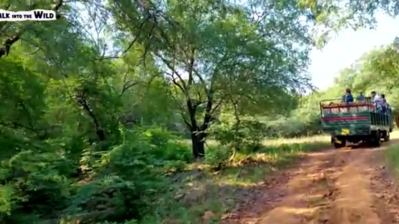 Ranthambore National Park - Zone 4 Tiger Safari - (T86) 4K Video