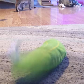 Cat Does Somersaults With Toy Pickle!