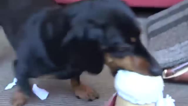 Crusoe Opens Gifts on Christmas Morning