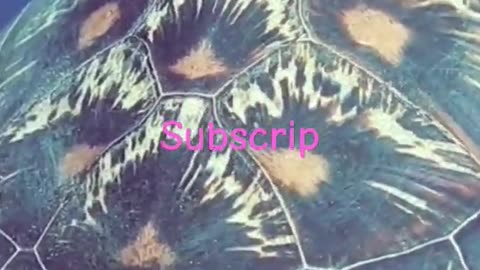 Best video 2024