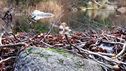Beaver Dam Wild Animals | HD
