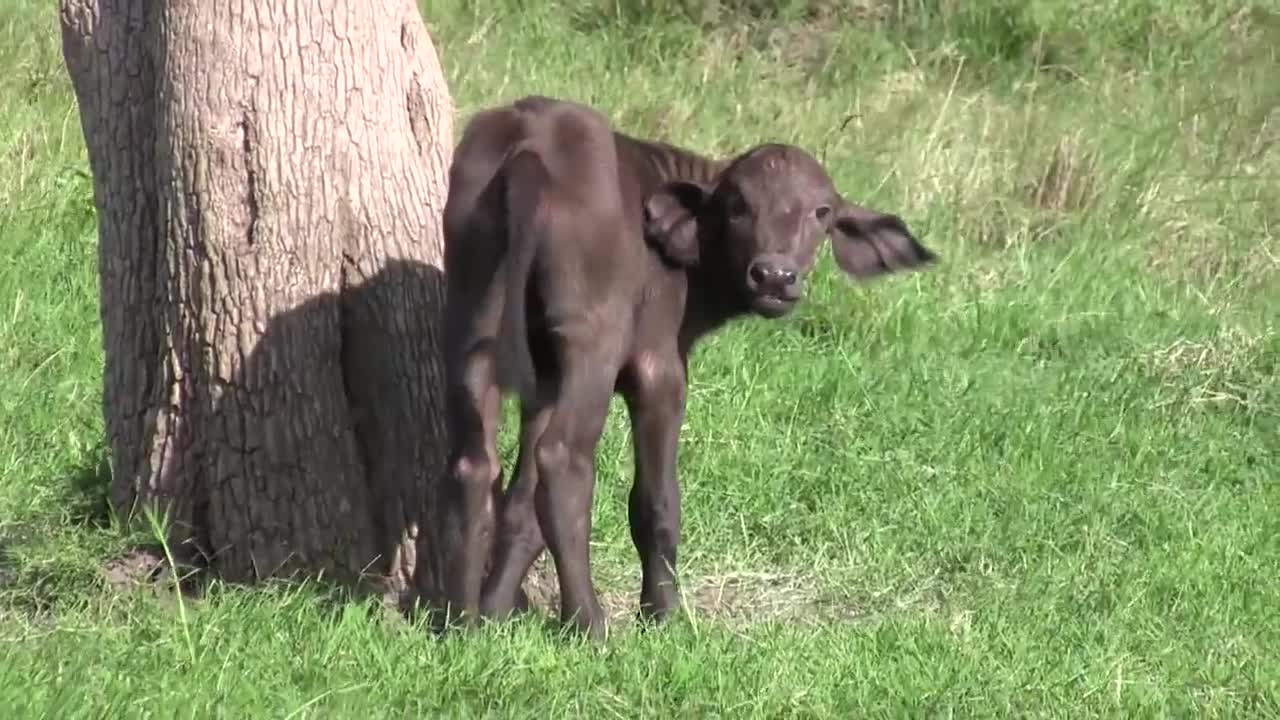 Male Lion Kills Baby Buffalo