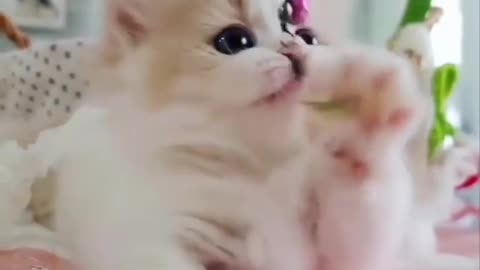 Cat cute act