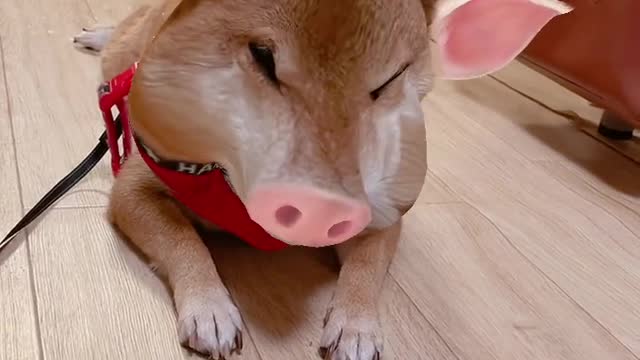 I used to feel lonely when I was alone, but now I am happier with a dog.