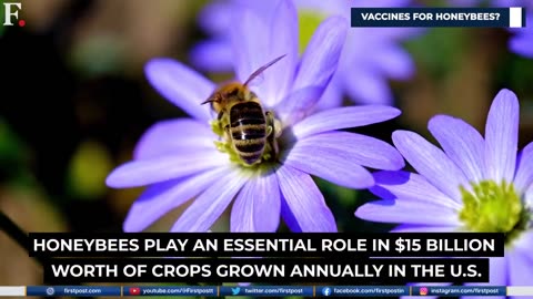 ‼️US government approves use of world’s first vaccine for honeybees .