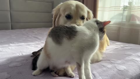 Mom Cat Entrusts Her Babies to a Friendly Golden Retriever