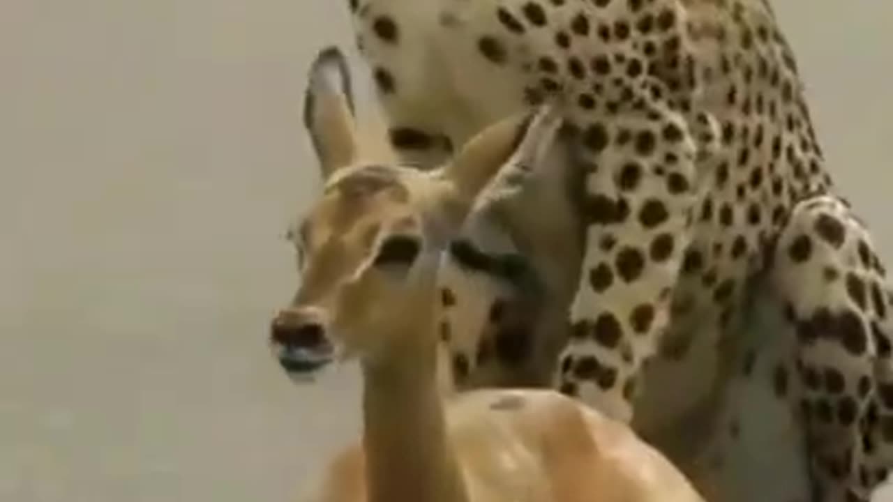 Tiger hunting deer