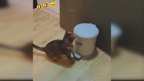 Cute cat funny cat🤣