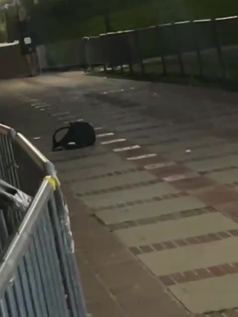 UCLA mouse release 29-04-2024