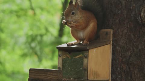 A Squirrel Eating Nuts